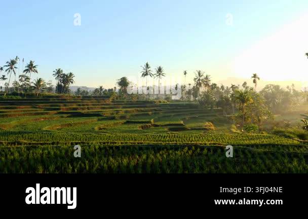 Morning Rural Vector Lush green rice plants arranged across terraced fields in the early ...