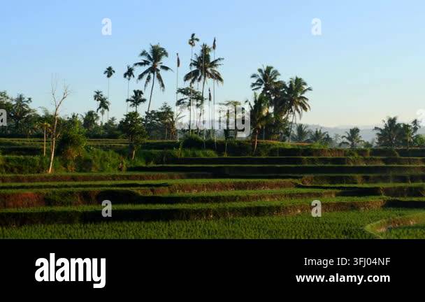 Morning Rural Vector Lush green rice plants arranged across terraced fields in the early ...