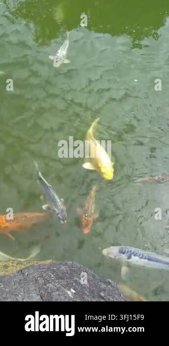 Vector Fish Pond Idyllic Koi pond in the Chinese Garden in Geneva Stock Video Footage ...