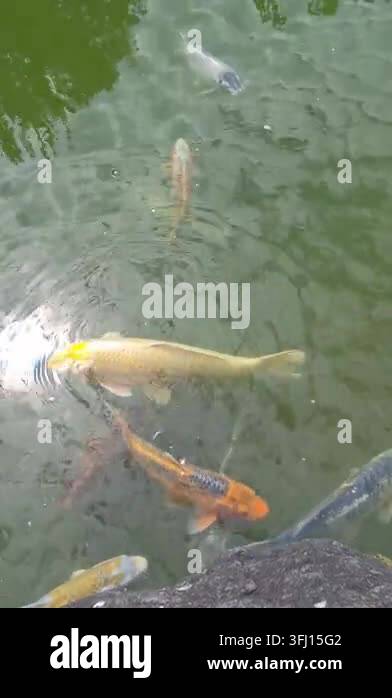 Vector Fish Pond Idyllic Koi pond in the Chinese Garden in Geneva Stock Video Footage ...