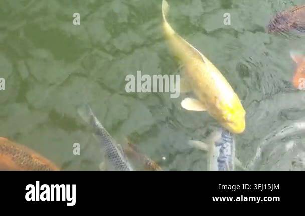 Vector Fish Pond Idyllic Koi pond in the Chinese Garden in Geneva Stock Video Footage ...