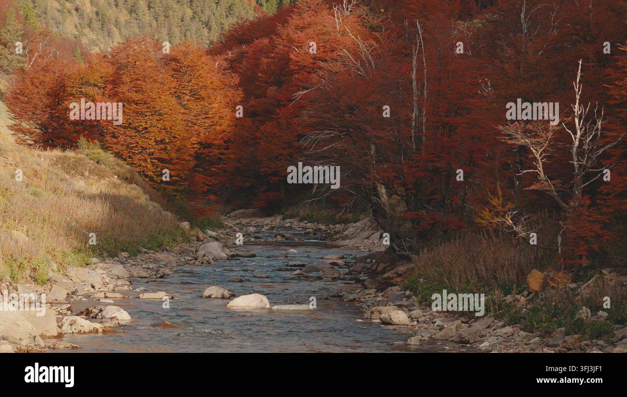 autumn-forest-along-rocky-stream-stock-video-footage-alamy