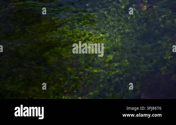 Crystal-clear freshwater flowing over submerged vegetation and rocks ...