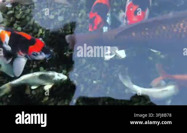 Vector Fish Pond Koi Cyprinus rubrofuscus fish swim in murky pond water. Oranges, whites ...