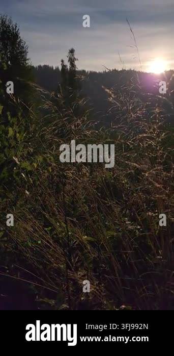 Morning Rural Vector beautiful sunset in the forest Stock Video Footage - Alamy