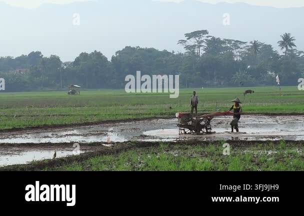 Grow Rice Vector farmer operates a walking tractor across a flooded rice field ...
