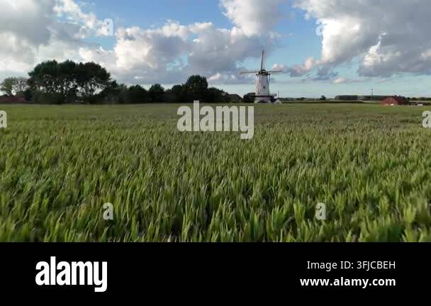 Tall white windmill stands above a lush green corn field under a blue ...