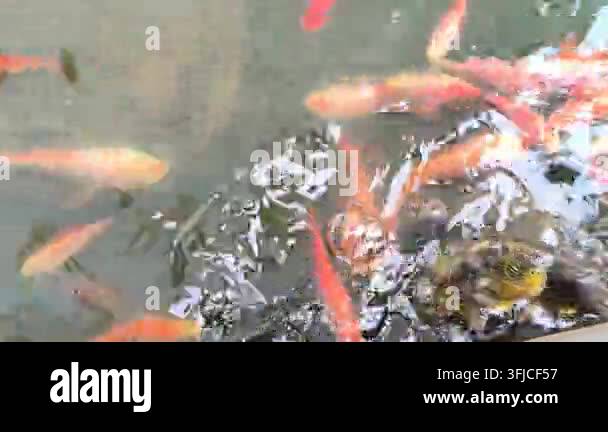 Vector Fish Pond Vibrant red fish and turtle swimming in pond stock video Stock Video ...