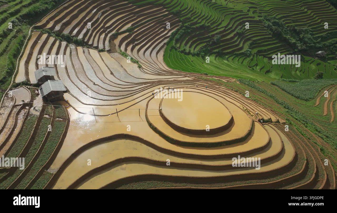 Grow Rice Vector Aerial View of Rice Terraces in Mu Cang Chai, Vietnam Stock Video ...