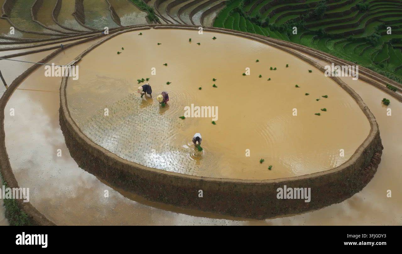 Grow Rice Vector Aerial View of Rice Terraces During Flooding Season in Vietnam Stock ...