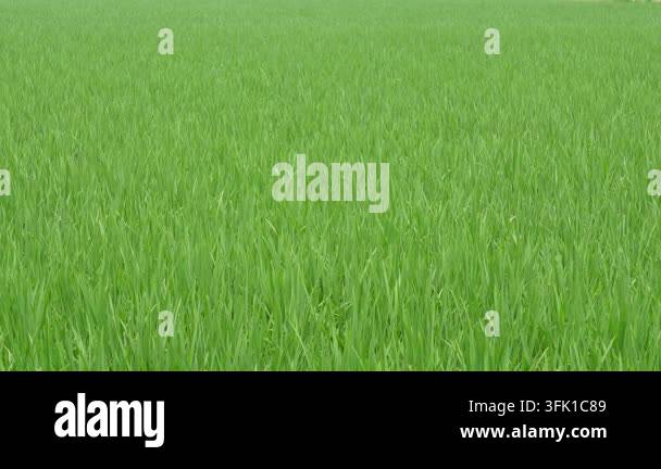 Grow Rice Vector Young rice paddy plants growing in a lush green field Stock Video ...