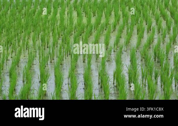 Grow Rice Vector Vibrant green rice seedlings growing in neat rows Stock Video Footage ...