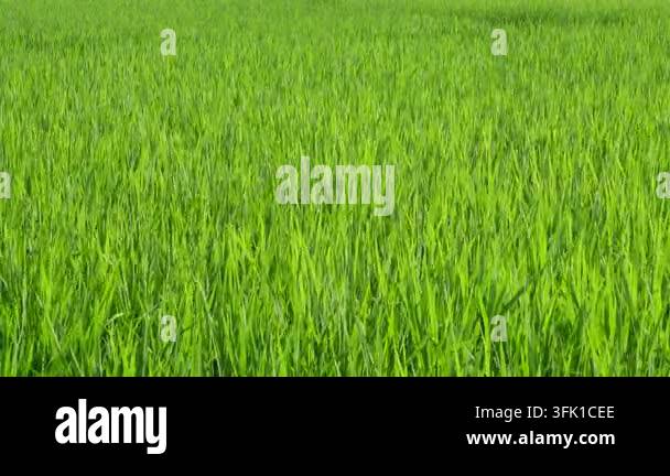Grow Rice Vector Close-Up of Lush Green Rice Leaves Growing in Agricultural Field Stock ...