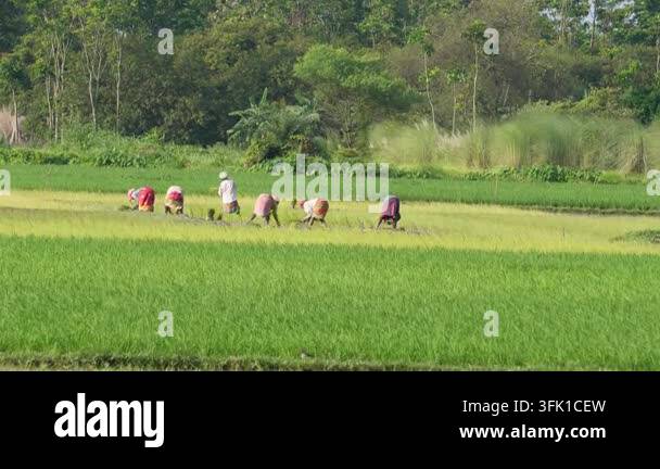 Grow Rice Vector Rural farm workers planting rice crops Stock Video Footage - Alamy