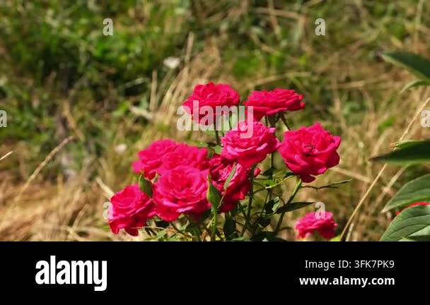 Bright Red Html A group of bright red roses blooms in a garden with green grass and ...