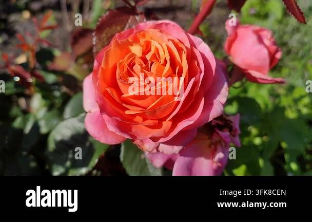 Bright Red Html A blooming red flower. A bright pink orange rose blooms against a ...