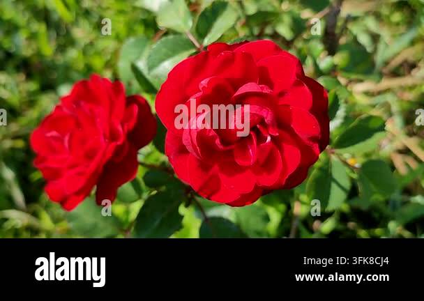 Bright Red Html A blooming red flower. A bright red rose blooms against a backdrop of ...