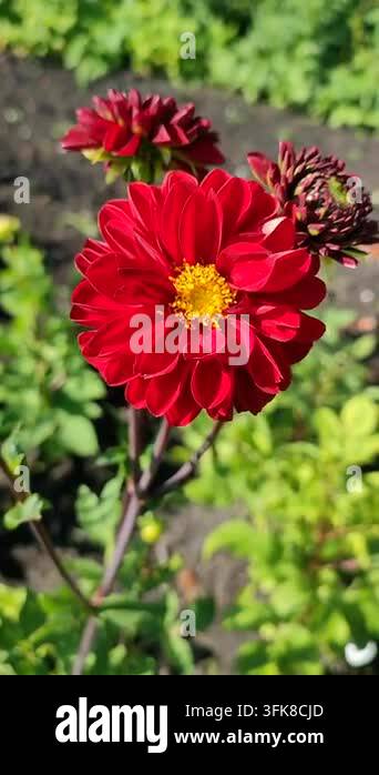 Bright Red Html Blooming red flower with yellow stamens. Bright red dahlia blooms on ...