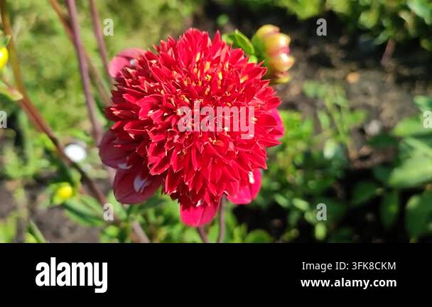 Bright Red Html A blooming red flower. A bright red dahlia blooms against a backdrop of ...