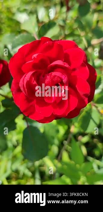Bright Red Html A blooming red flower. A bright red rose blooms against backdrop of ...