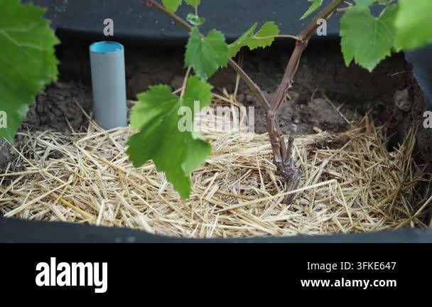 Base of a young grapevine mulched with straw next to a root watering ...