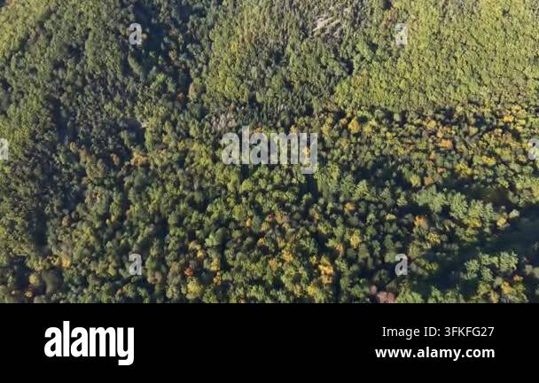 Aerial view of dense green forest landscape Stock Video Footage - Alamy