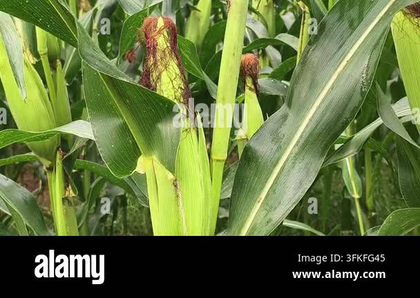 Close up view of fresh green corn cobs growing in a field Stock Video ...