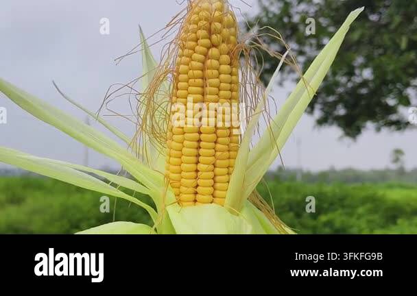 Close up of a ripe yellow corn cob in the field with green husks and ...