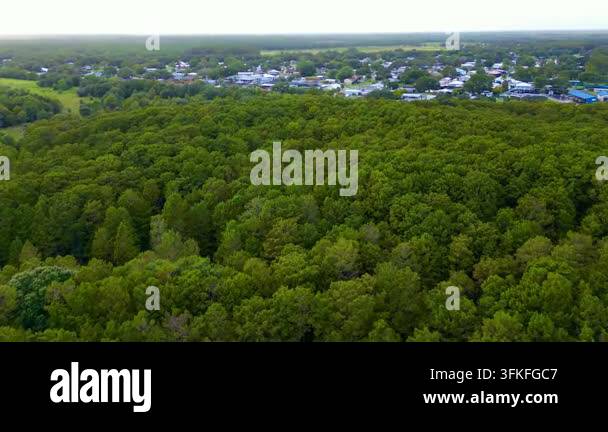 High aerial view of a dense green forest near a small town Stock Video ...