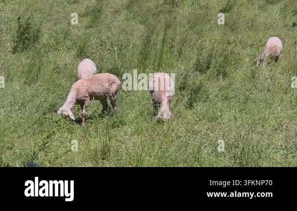 Flock of Sheep Grazing Long Green Grass Field Nature Farm Sunny Spring ...
