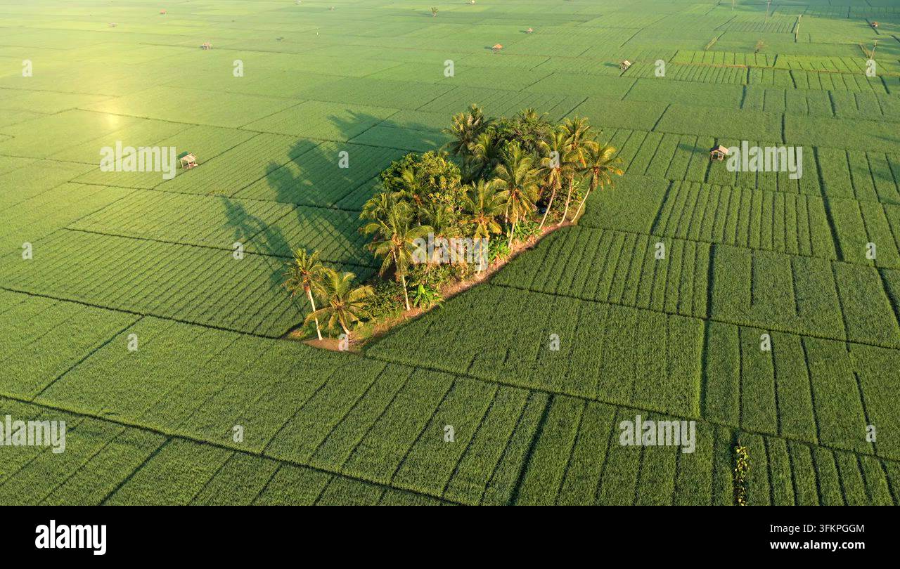 Aerial View of Palm Trees Amid Rice Paddies Stock Video Footage - Alamy
