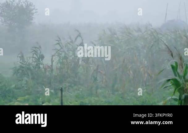 A field of crops, likely corn, is battered by heavy rain and wind. The ...
