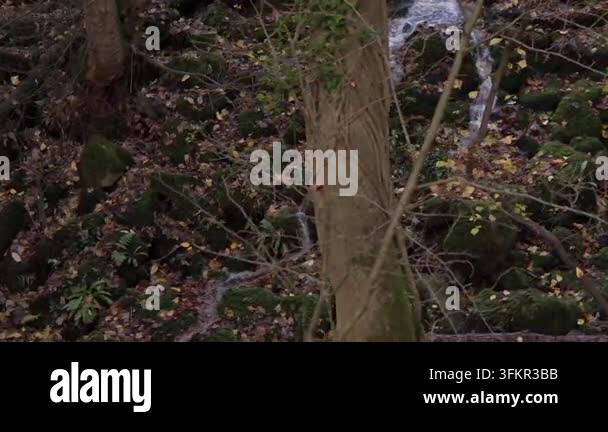 Close-up of a tree trunk with a small stream in a mossy autumn forest ...