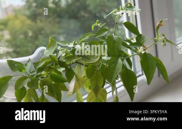 Lush decorative houseplant stands in a simple white flowerpot beside a ...