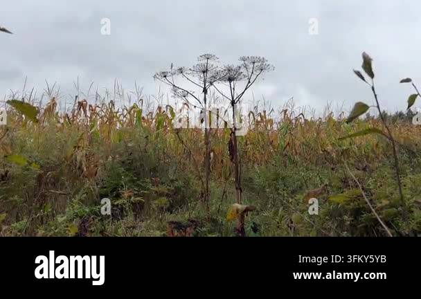 Dry hogweed plants with faded flowers growing in a field, with a green ...
