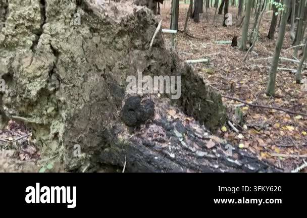 Uprooted tree with exposed roots lying on the forest floor in autumn ...