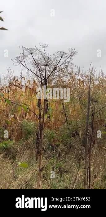 Dry hogweed plants with faded flowers growing in a field, with a green ...