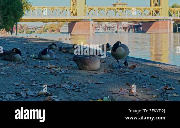 Tower Bridge (Sacramento), Geese resting on a sandy riverbank with a ...