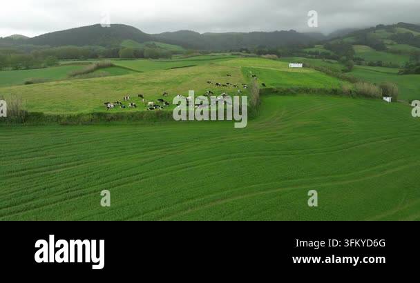 Aerial drone footage of a herd of cows grazing in a lush green pasture ...