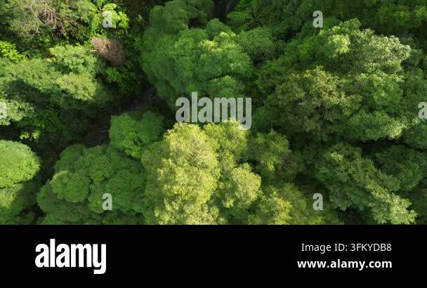 Aerial top down view of lush green forest canopy trees Stock Video ...