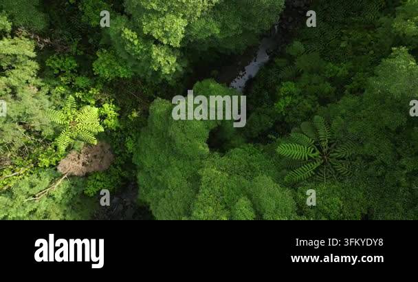 Aerial top down view of a river flowing through a dense green forest ...