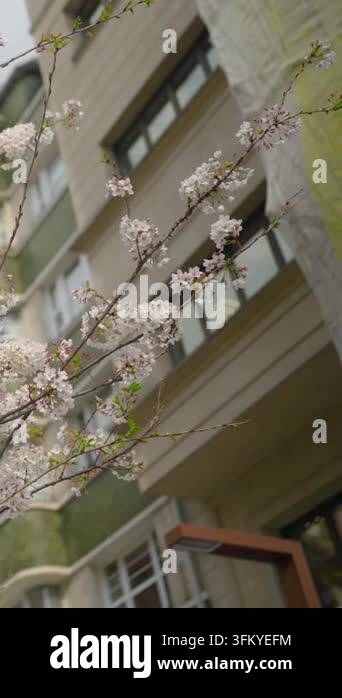 Clusters of pale pink and white cherry blossoms with fresh green leaves ...