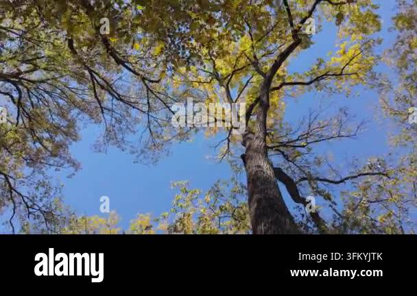Looking up at tall tree branches against sky Stock Video Footage - Alamy
