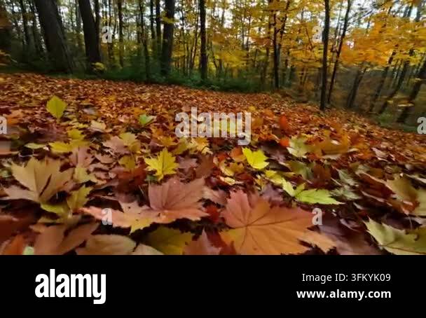 Colorful autumn leaves covering forest ground Stock Video Footage - Alamy