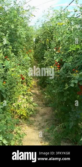 Growing ripe red tomatoes in a modern greenhouse. Organic tomato plants ...