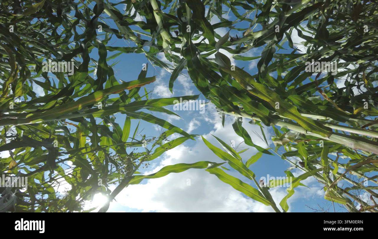 Summer nature corn field sky Stock Video Footage - Alamy