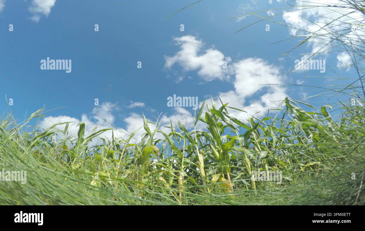 Summer nature corn field sky Stock Video Footage - Alamy
