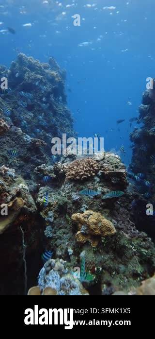 Corals underwater in transparent blue sea, vertical screen. High ...