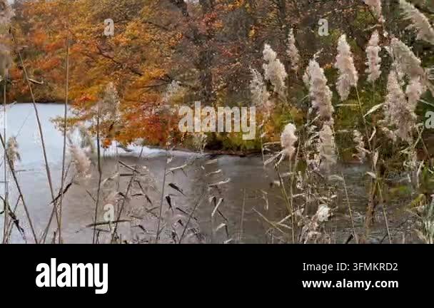 autumn landscape in the forest Stock Video Footage - Alamy