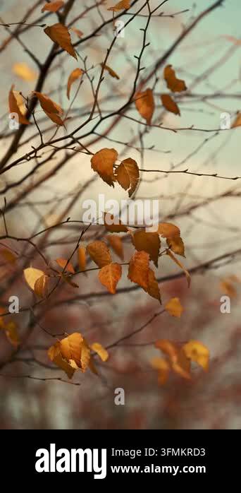 autumn leaves in the forest Stock Video Footage - Alamy